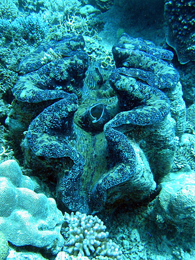 Giant clam, Tridacna gigas, on the Great Barrier Reef. Photo by: Jan Derk. 