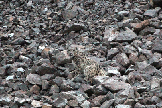 Close-up of collared snow leopard. Photo by: John Goodrich/WCS.