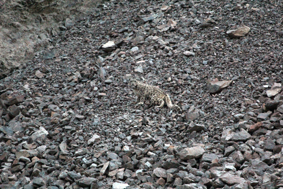 Find the snow leopard? The first collared snow leopard after it was fitted with a satellite collar. Photo by: John Goodrich/WCS.