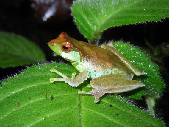 Female Quang's tree frog. Photo by: Jodi J. L. Rowley/Australian Museum. 
