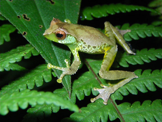  Le mâle de la grenouille Quang émet des vocalises extraordinairement complexes. Photo: Jodi J. L. Rowley/Australian Museum. 