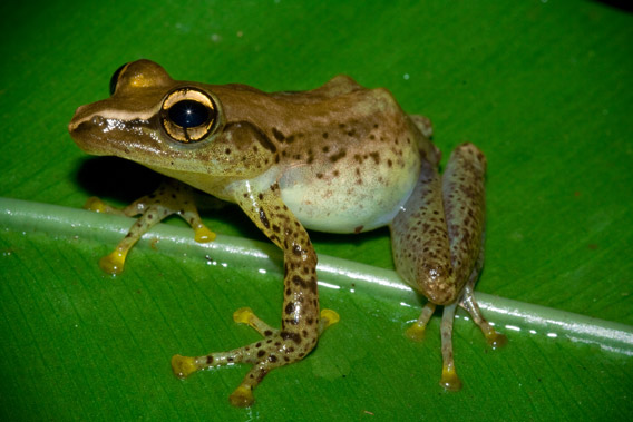 New species in the Guibemantis genus. Photo by: Gonçalo M. Rosa.