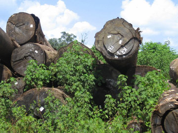 Raw logs waiting for transport in Guyana. Photo by: Jeremy Hance.