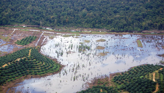 Photo credit HUTAN/Marc Ancrenaz.