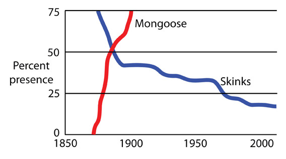 A graph showing the effect of the mongoose—a predatory mammal introduced by farmers in 1872—on native Caribbean lizards. Credit: Blair Hedges, Penn State University.