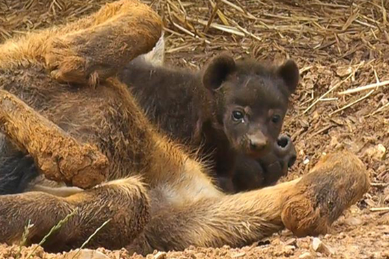 The new cub is the first one ever born at the zoo. Photo courtesy of Colchester Zoo.