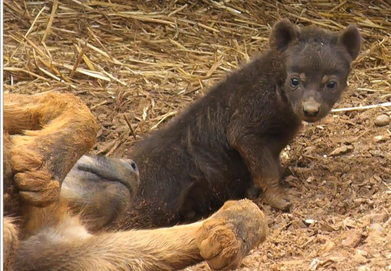 Spotted hyena cub (sex not yet determined) born at Colchester Zoo. Photo courtesy of Colchester Zoo.