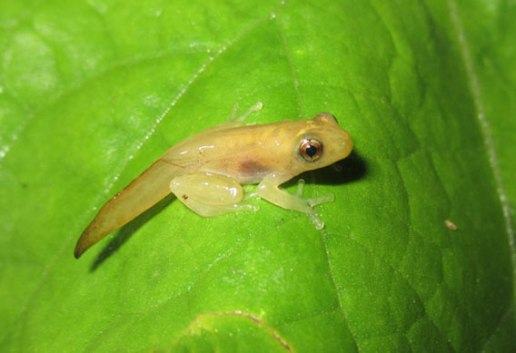 A specimen of Hyperolius concolor in Ghana.