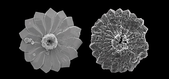 À gauche, un plancton marin fossile avant l'acidification des océans, il y a 56 millions d'années ; à droite, son homologue corrodé par l'acidification des océans. Image prise au microscope électronique à balayage (MEB). 