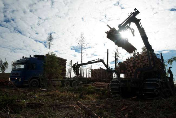 Clear-cutting of an old-growth forest which has never before been affected by modern forestry, on land leased by IKEA/Swedwood in Russian Karelia. Photo © Robert Svensson, Protect the Forest 2011