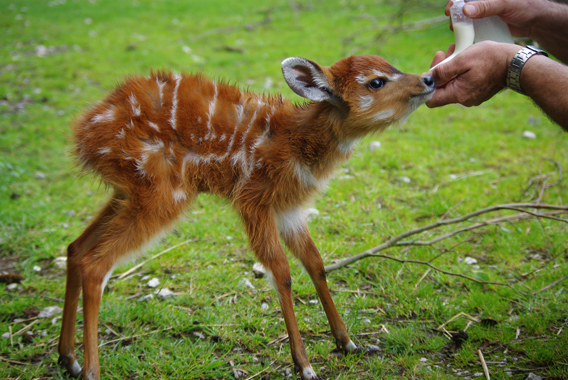 A baby sitatunga born recently at Zoological Society of London's (ZSL) Whipsnade Zoo. Photo courtesy of ZSL Whipsnade Zoo.