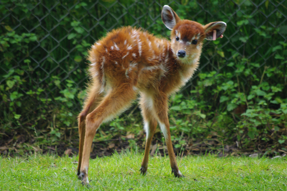 A baby sitatunga born recently at Zoological Society of London's (ZSL) Whipsnade Zoo. Photo courtesy of ZSL Whipsnade Zoo.