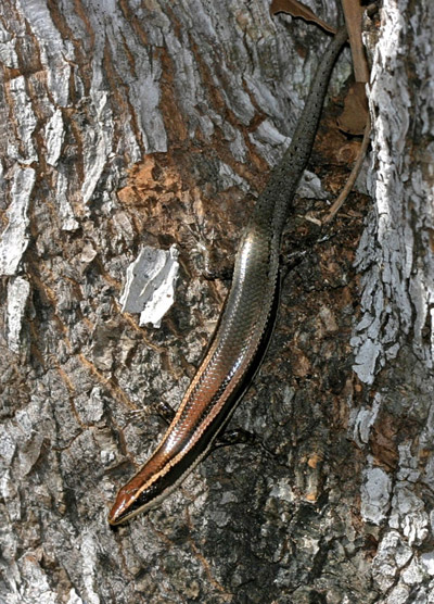 New species: a Jamaican skink. Photo by: Joseph Burgess.