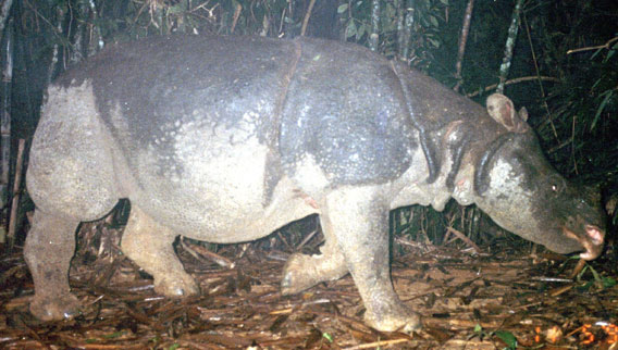 un rhinocéros vietnamien. Photo autorisée par WWF. 