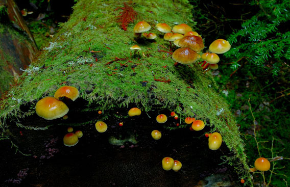 Mushrooms and lichens begin the decomposition of a fallen tree. Many metabolites are created during this process. Photo by: Joseph Dovala.