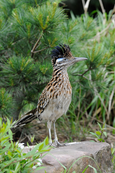 Male greater roadrunner at the Wildlife Conservation Society's Bronx Zoo. Photo by: Julie Larsen Maher.