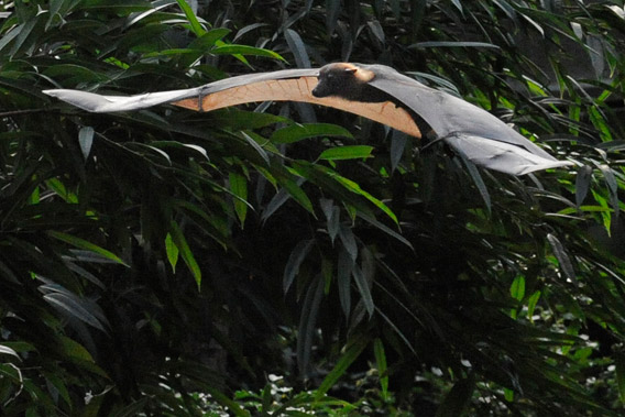 Indian flying fox soaring at the WCS Bronx Zoo. Photo by: Julie Larsen Maher/WCS.