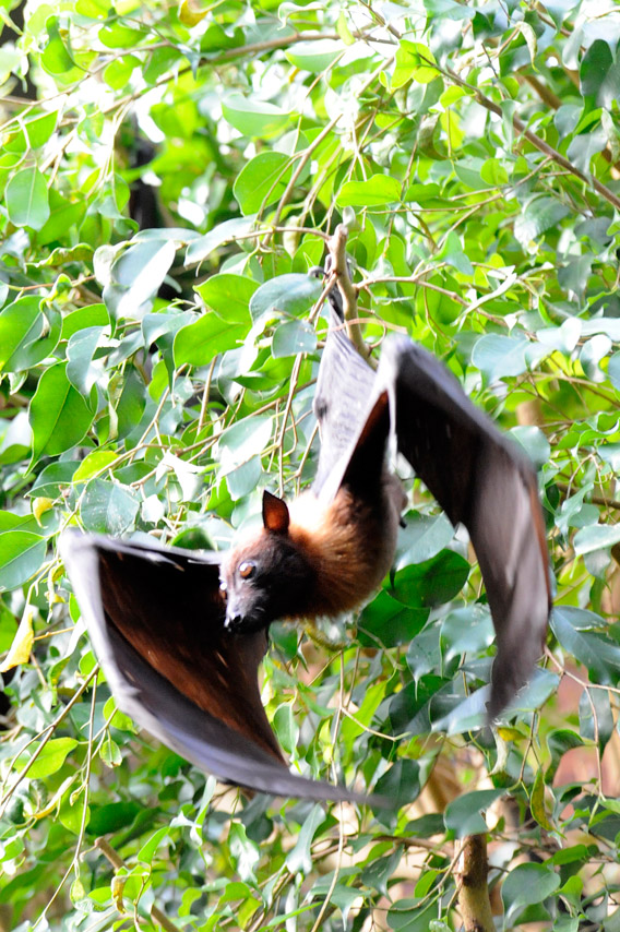 Indian flying fox roosting at the WCS Bronx Zoo. Photo by: Julie Larsen Maher/WCS.