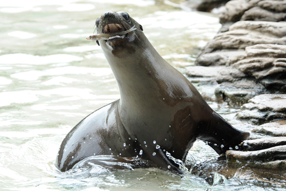 Young California sea lion with fish. Photo by: Julie Larsen Maher.