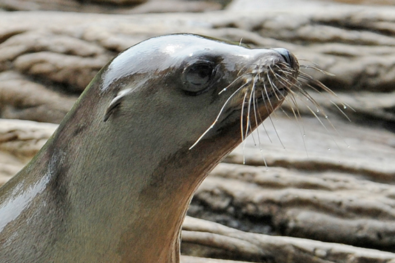 Close-up of saved California sea lion. Photo by: Julie Larsen Maher.