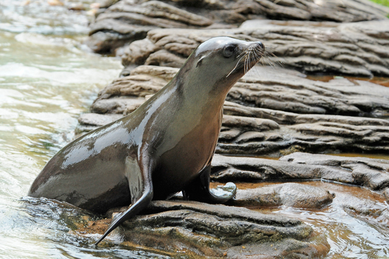 This young California sea lion was saved after stranding herself one too many times. Photo by: Julie Larsen Maher.