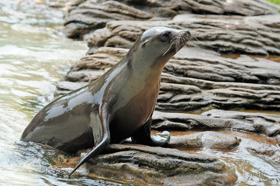 California Sea Lion