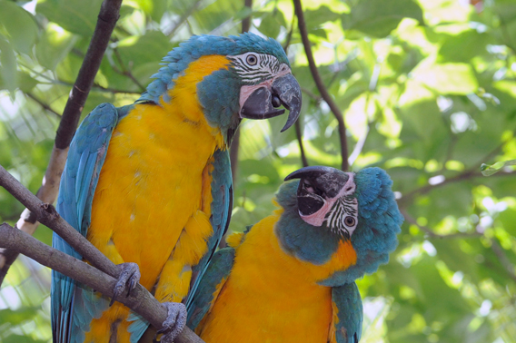 Two blue-throated macaws perch on a branch in the historic aviary at the Wildlife Conservation Society’s Queens Zoo. Photo by: Julie Larsen Maher.