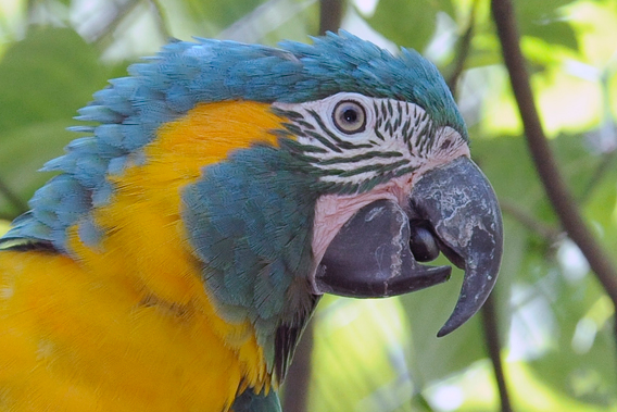 Close-up blue-throated macaw. Photo by: Julie Larsen Maher.