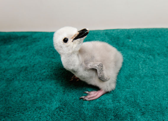  Chinstrap penguin chick. Photo by: Julie Larsen Maher.