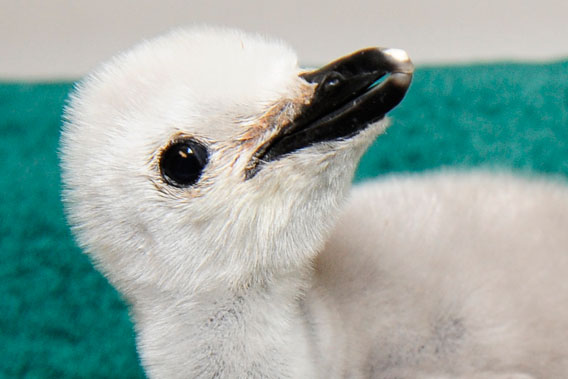 Close-up chinstrap penguin chick. Photo by: Julie Larsen Maher.