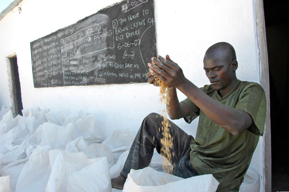  Rice for market in the Luangwa Valley. Photo by: Julie Larsen Maher/WCS.