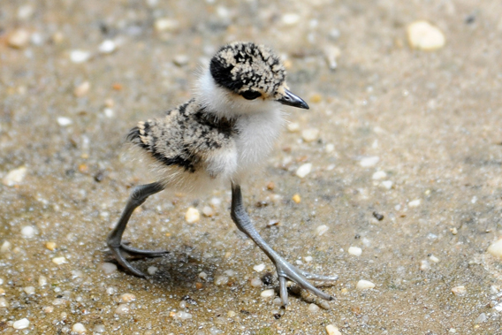 Spur-winged lapwing chick. Photo by: Julie Larsen Maher.