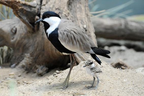 Spur-winged lapwing adult and chick. Photo by: Julie Larsen Maher.