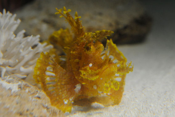 Weedy scorpion fish is a new addition the New York Aquarium on Coney Island. Photo by: Julie Larsen Maher/WCS.