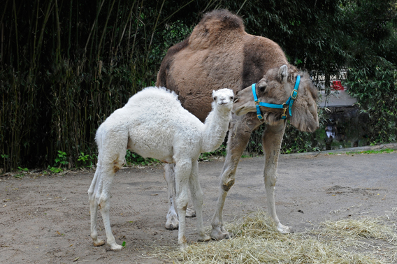 Male dromedary camel calf. Photo by: Julis Larsen Maher/WCS.