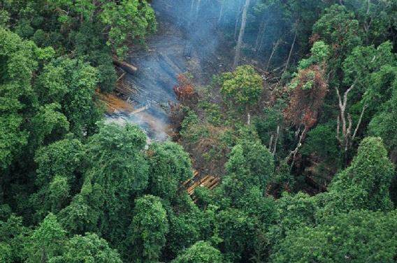 Aerial view of illegal logging in Koh Kong Province where forest activist, Chut Wutty, was shot dead today. Photo by: Paul Mason USAID/Cambodia/OGD.