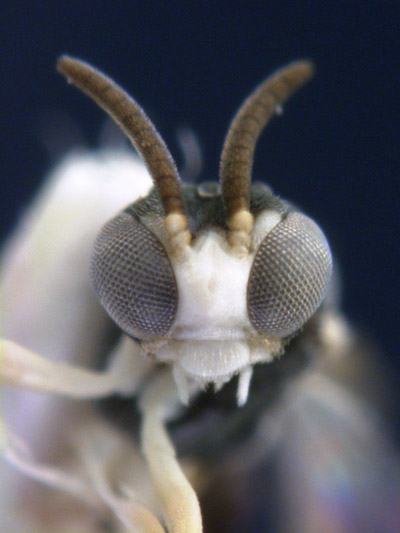 This tiny wasp dive bombs ants from above, laying its eggs on the unsuspecting ants in less than 1/20 of a second even though the ants are giants to it. Named, Kollasmosoma sentum, it was discovered in Madrid, Spain. Photo by: C. van Achterberg.  