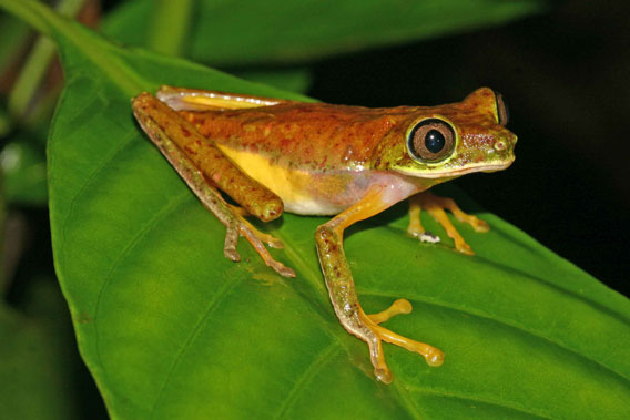 The Lemur Leaf Frog, Agalychnis lemur, remains one of the world’s most Critically Endangered amphibians. The live specimens that are maintained at The Manchester Museum in the UK are from one of the last remaining populations in Costa Rica, and the captive breeding program there was first started in 2001. Over the years, young animals bred at the Museum have been distributed to zoos around the world, including Bristol Zoo in England, the Vancouver Aquarium in Canada, and the Atlanta Botanical Gardens in the US. Photo: Matt Wilson/Manchester Museum.