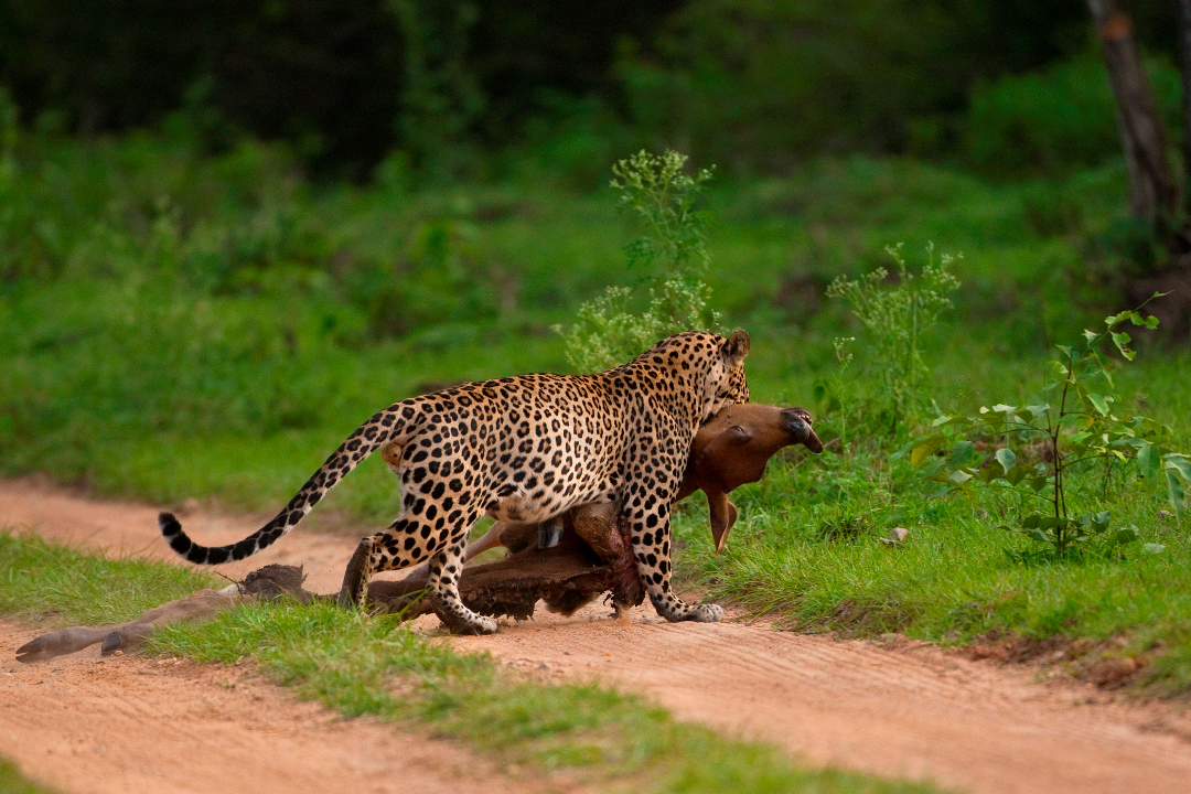 Animal picture of the day: leopard with giant prey