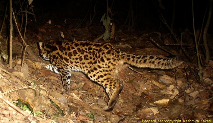 The leopard cat is not endangered. Photo by: Kashmira Kakati.