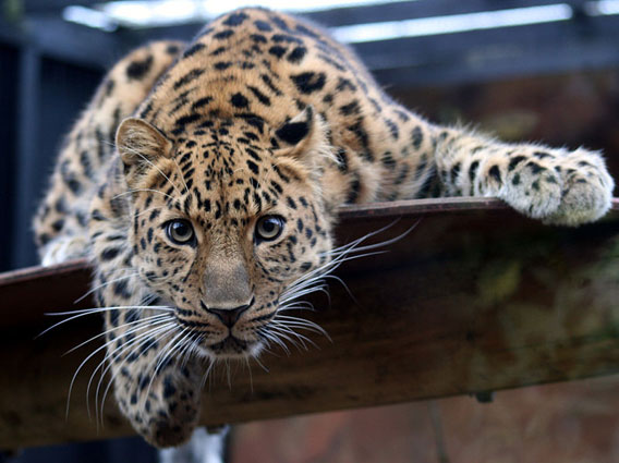  Captive young Amur leopard at the Colchester Zoo. Photo by: Keven Law.
