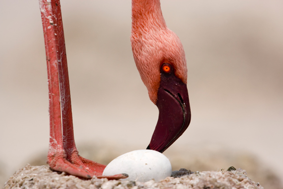  Lesser flamingo (Phoenicopterus minor) with egg. © Anup Shah.