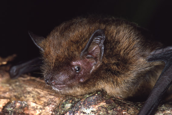 Now extinct: the Christmas Island pipistrelle. Photo by: Lindy Lumsden.