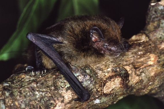 A Christmas Island pipistrelle. Photo by: Lindy Lumsden.