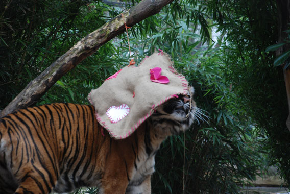 The Sumatran tiger, Lumpur, with scented pillow. Photo courtesy of the Zoological Society of London (ZSL).