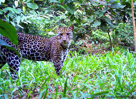 Leopard mother with two cubs (barely visible in the back). Photo by: Philipp Henschel/Panthera. 