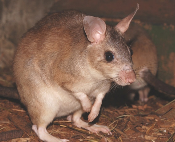 Adult Malagasy giant jumping rat. Photo courtesy of ZSL.