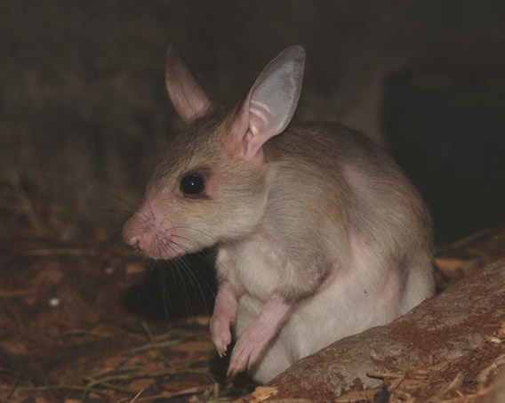 Baby Malagasy giant jumping rat. Photo courtesy of ZSL.