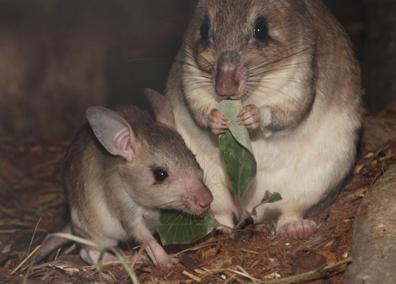 Slender loris baby stays close to mom. Photo courtesy of ZSL.