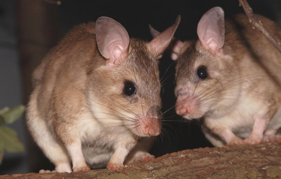 Newborn twins. Photo courtesy of ZSL.